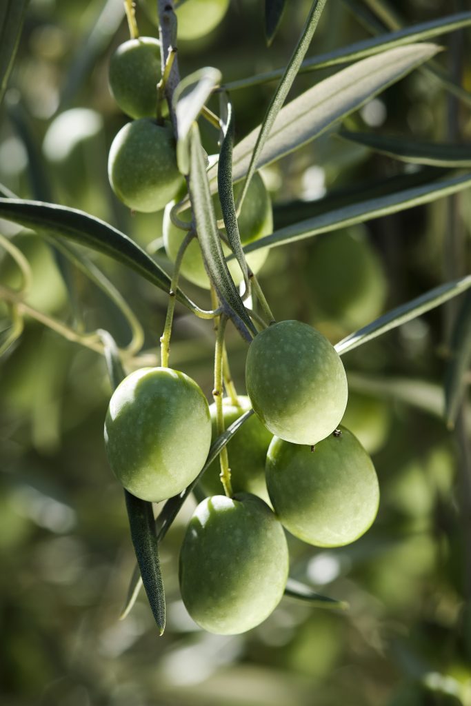 aceitunas para producir un litro de aceite