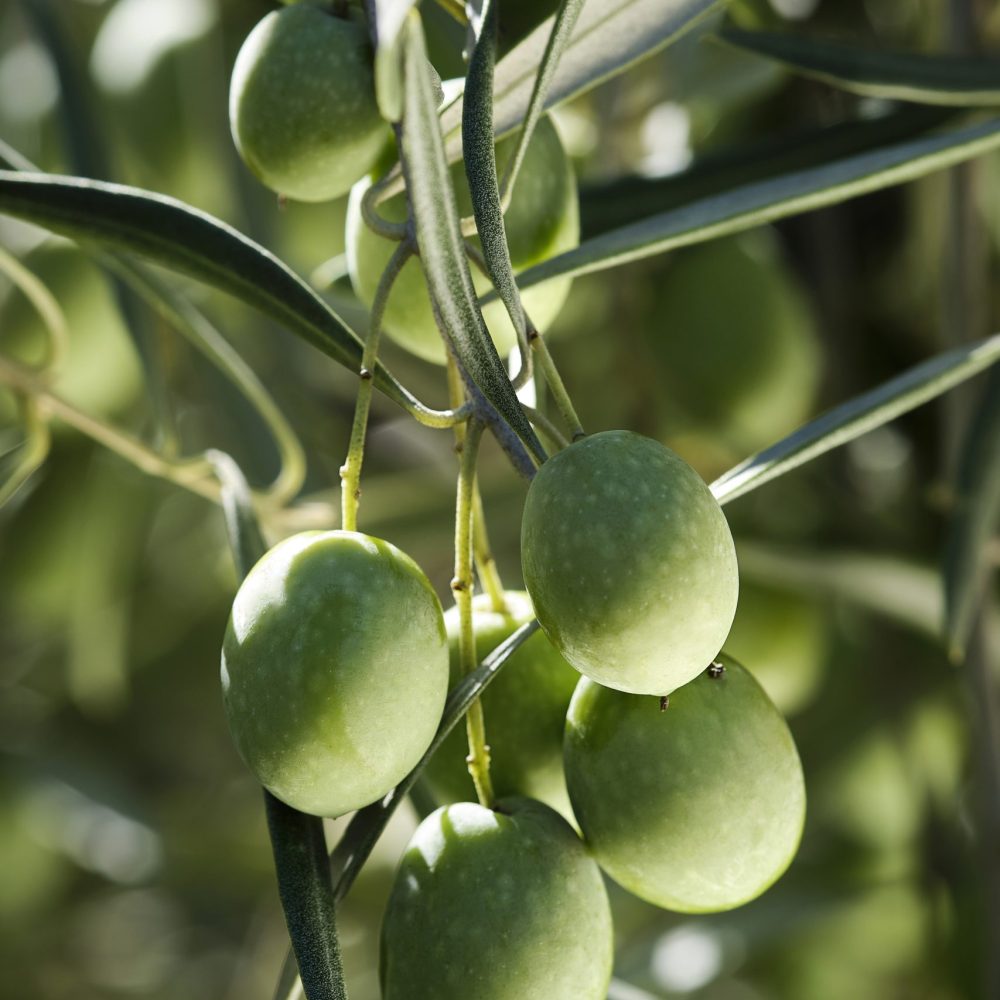 aceitunas para producir un litro de aceite